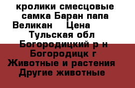 кролики смесцовые самка Баран,папа Великан. › Цена ­ 200 - Тульская обл., Богородицкий р-н, Богородицк г. Животные и растения » Другие животные   